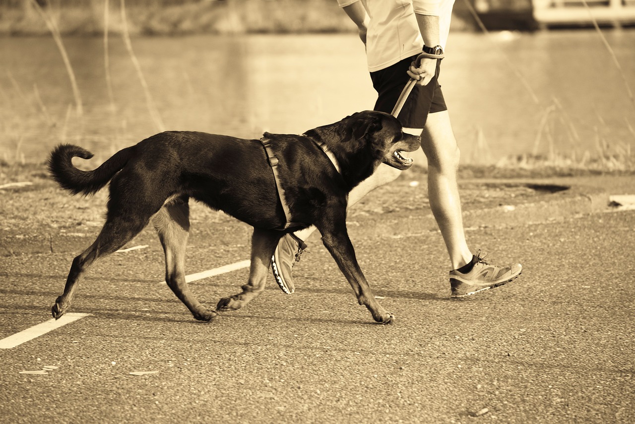 Jak poprawić wydajność w bieganiu z pomocą swojego psa: 10 skutecznych porad